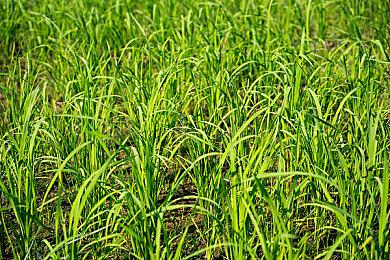 越战题材FPS游戏《300475》发布预告片 预计2025年发售