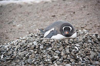 日本最大电竞赛事《CR杯》日期确定 6月17＆18＆25日举行